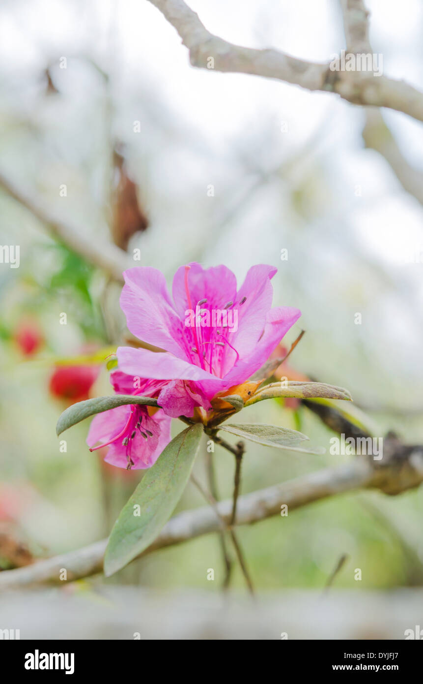 Rose fleur fleurs d'azalées à green garen Banque D'Images Rose fleur fleurs d'azalées à green garen Banque D'Images