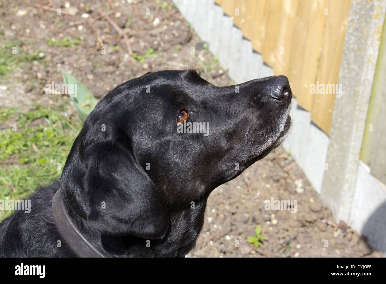 Femelle Labrador noir sain brillant Banque D'Images