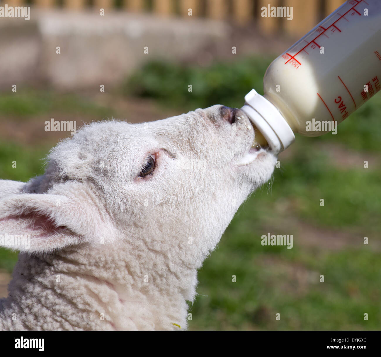 L'agneau, Banque D'Images