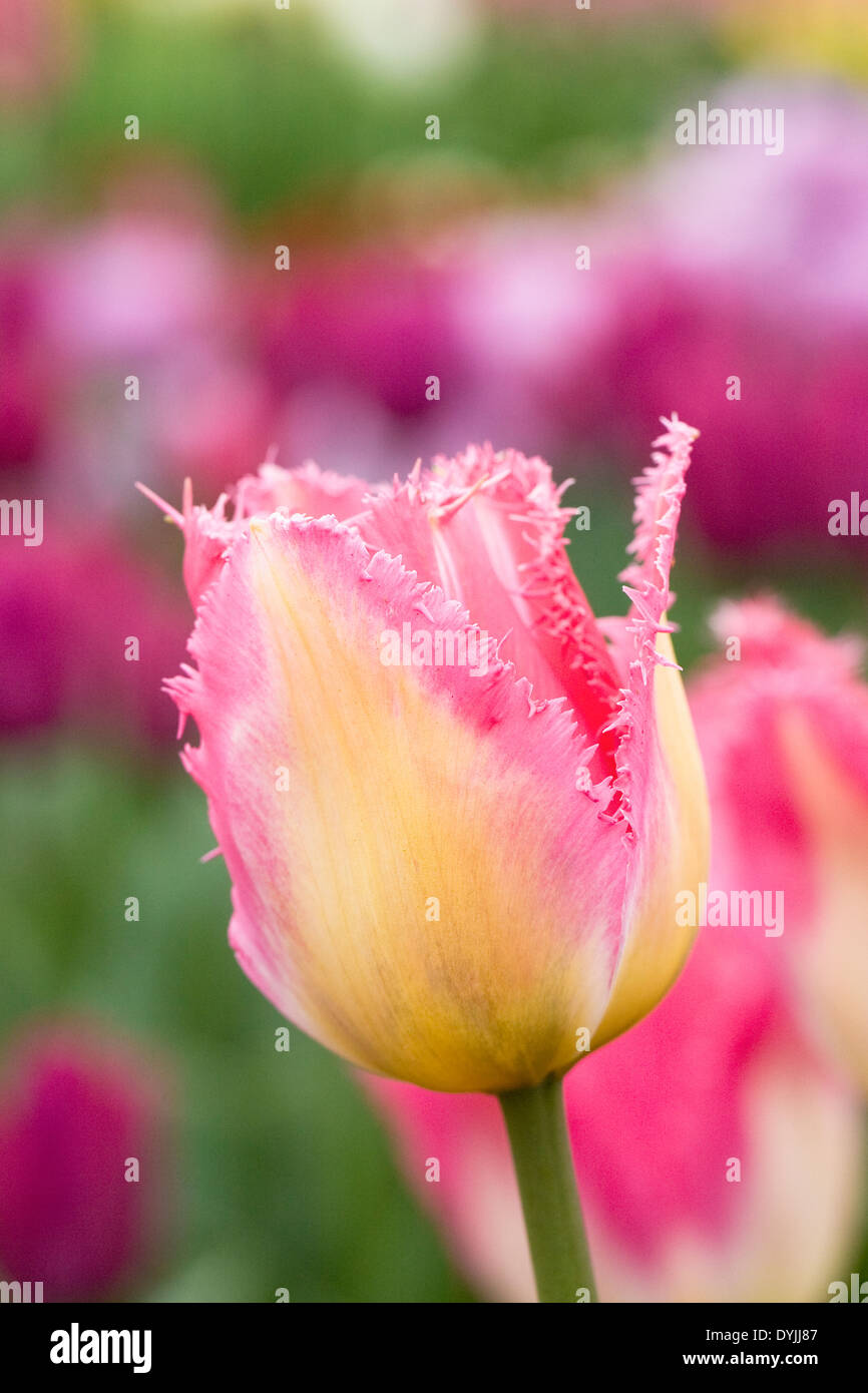 Tulipa 'Auxerre' dans le jardin. Banque D'Images