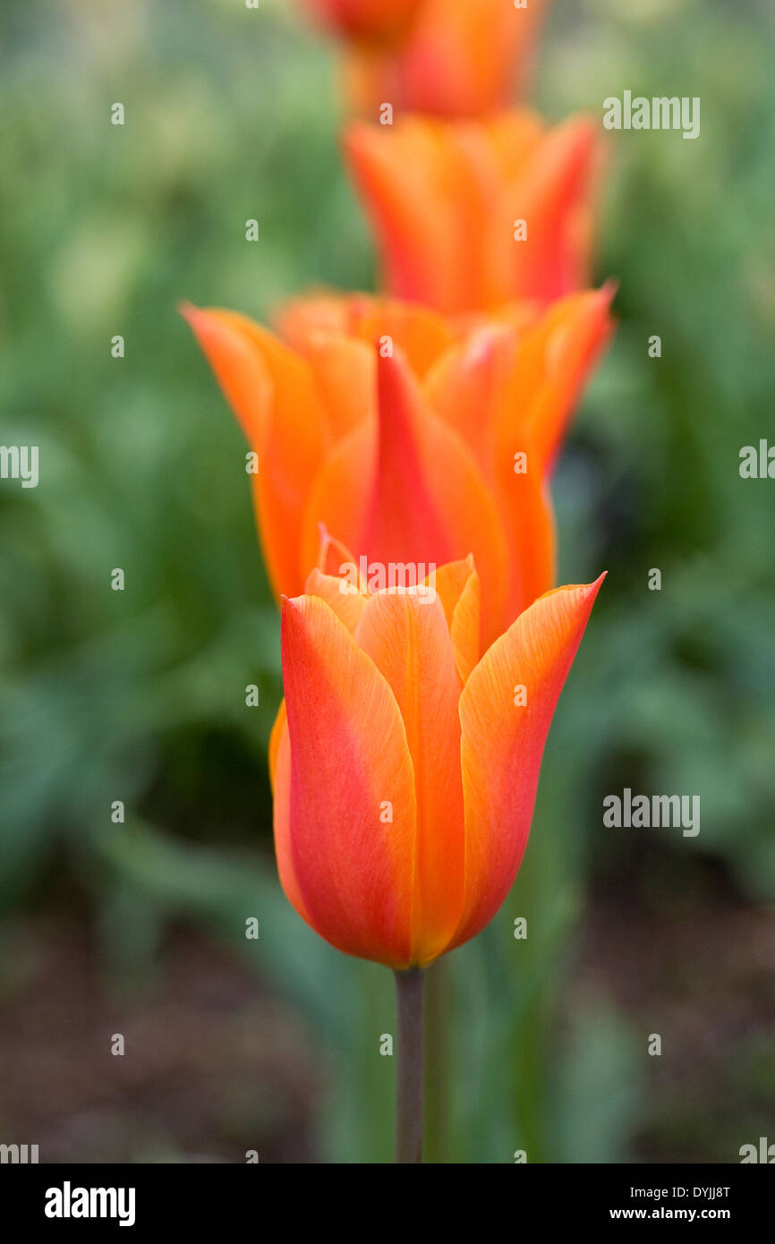 Tulipa 'Ballerina' dans le jardin. Banque D'Images