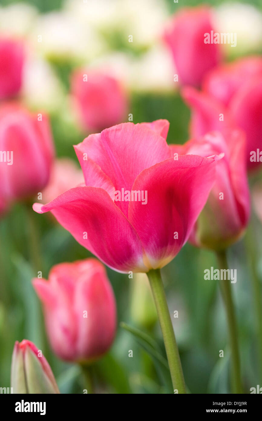 Tulipe rose dans le jardin. Banque D'Images