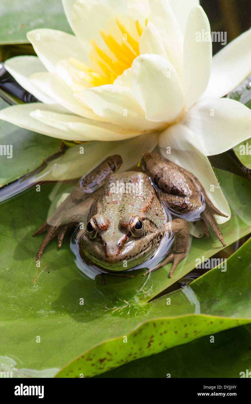 Grenouille, le Maroc Sahara Banque D'Images