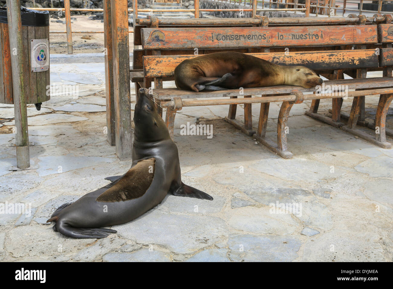 Fourrure de l'occuper le banc de parc de Shipwreck Bay, Puerto Baquerizo Moreno, San Cristobal Island, îles Galapagos, en Équateur. Banque D'Images