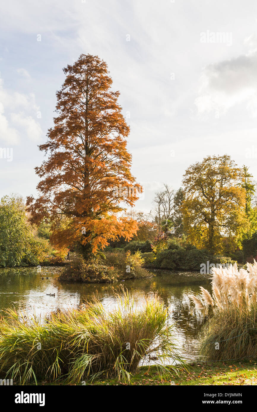 L'herbe de pampas ornementale (Cortaderia selloana) plantée au bord d'un étang à Wakehurst place, Ardingly, West Sussex, Royaume-Uni avec des arbres aux couleurs d'automne Banque D'Images