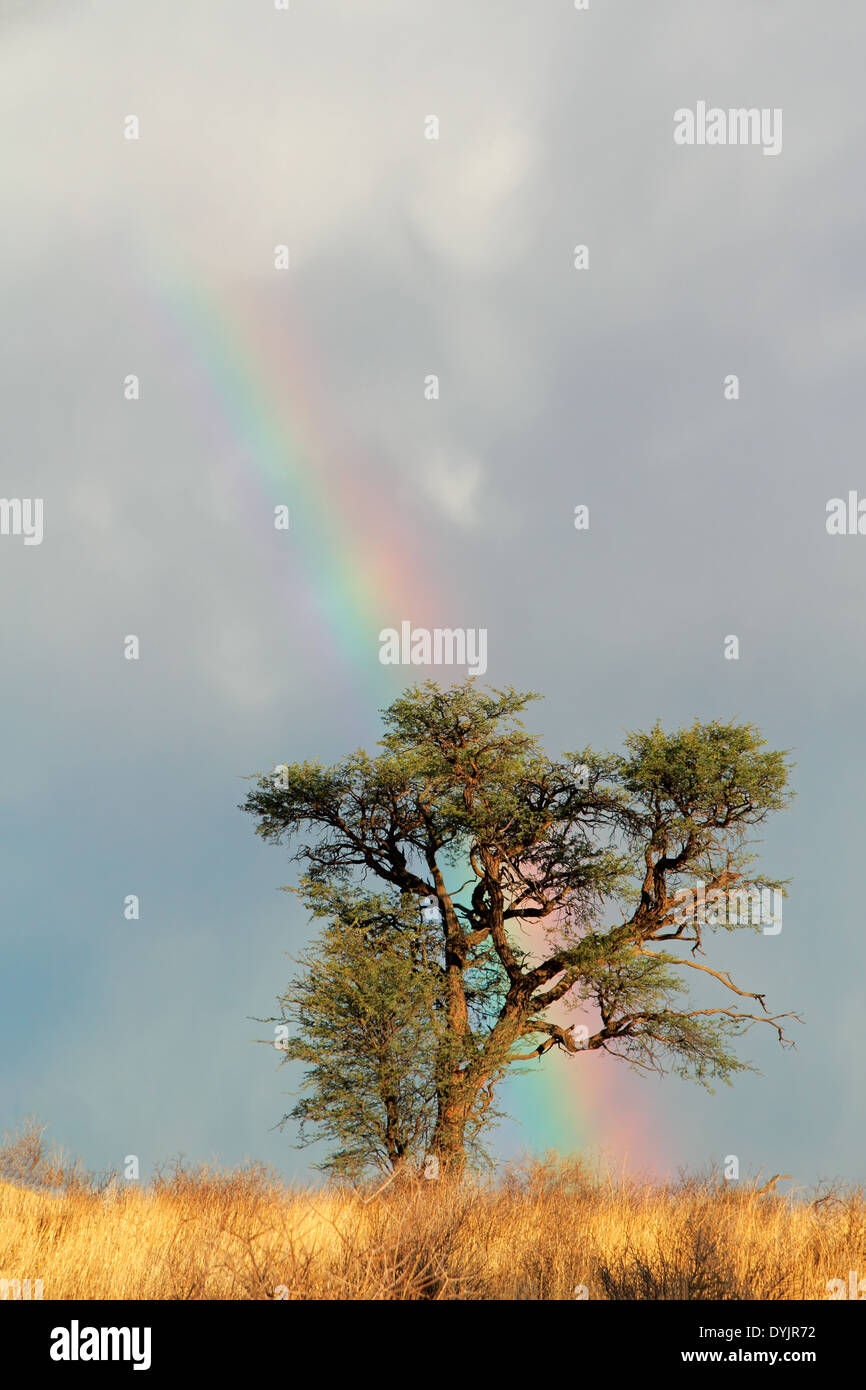 Paysage désertique avec un arc-en-ciel coloré et Acacia, Kalahari, Afrique du Sud Banque D'Images