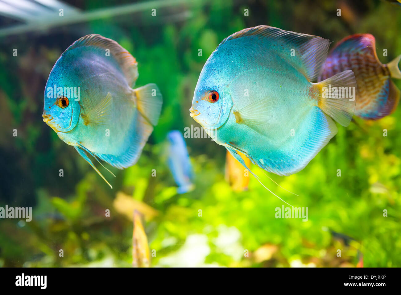 Symphysodon discus dans un aquarium sur un fond vert Banque D'Images