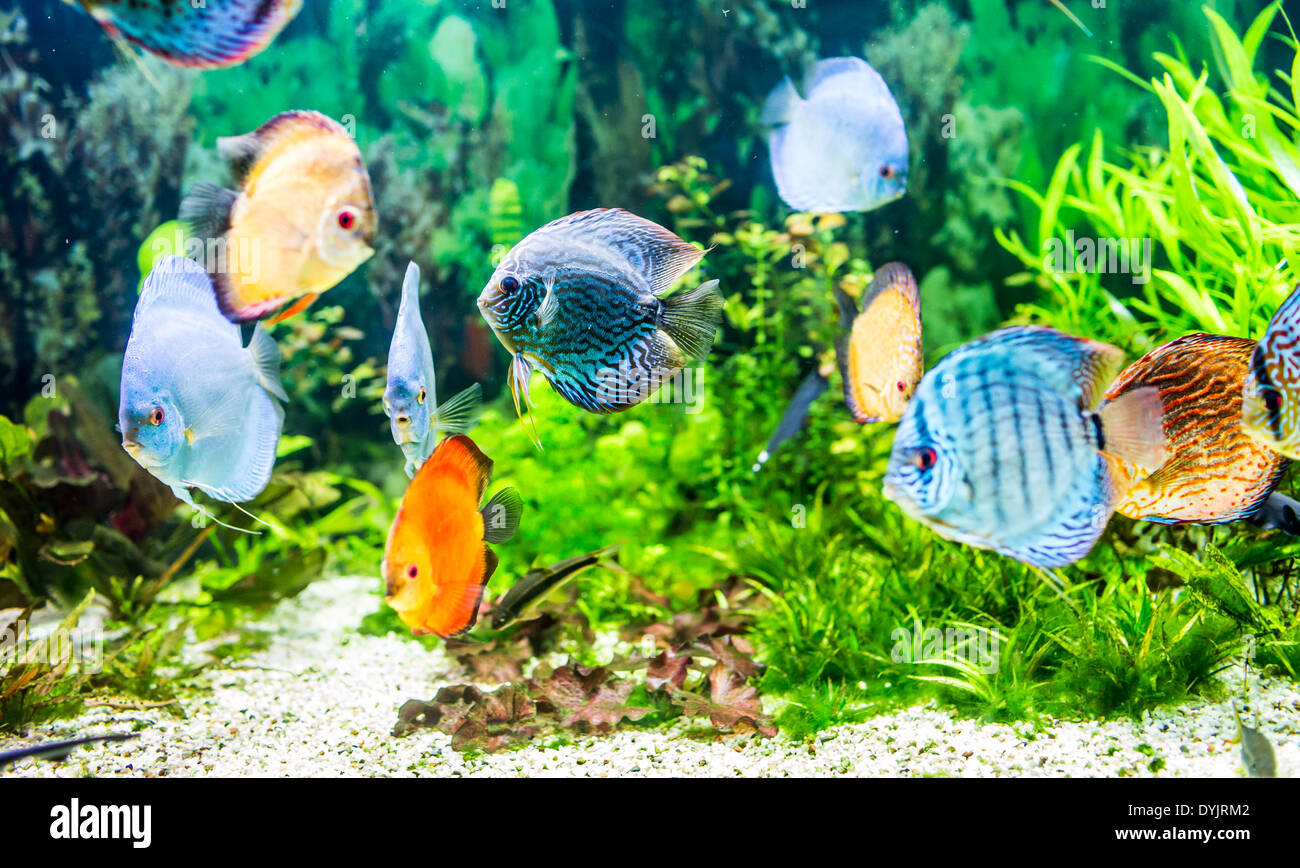 Symphysodon discus dans un aquarium sur un fond vert Banque D'Images