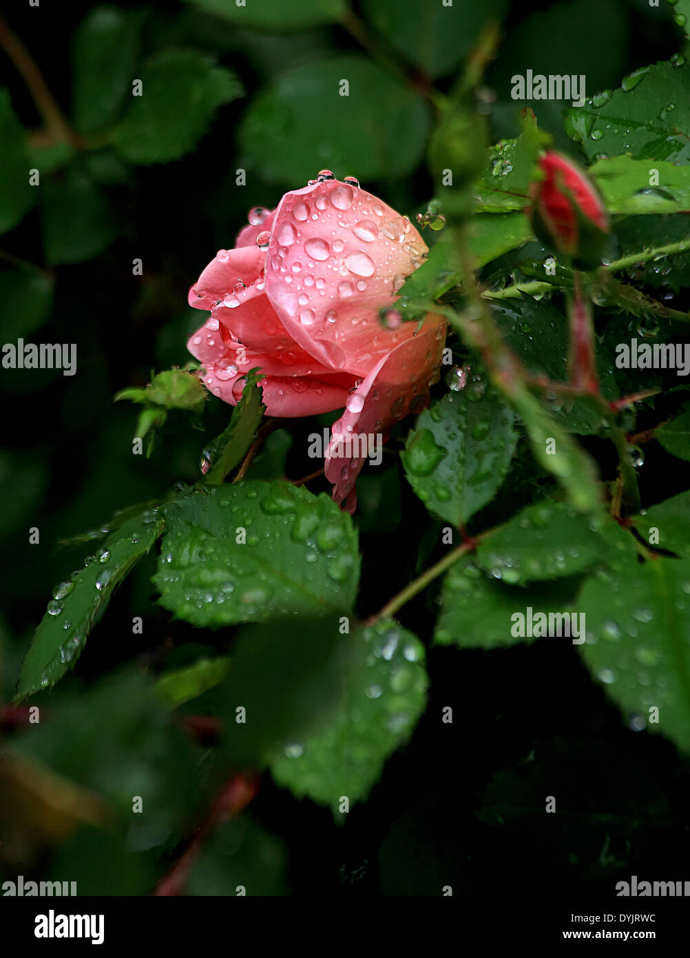 La Caroline du Sud, USA. 19 avril, 2014. Fleurs dans la pluie 19 avril 2014 Columbia en Caroline du Sud photo par Catherine Brown/Alamy Live News Banque D'Images