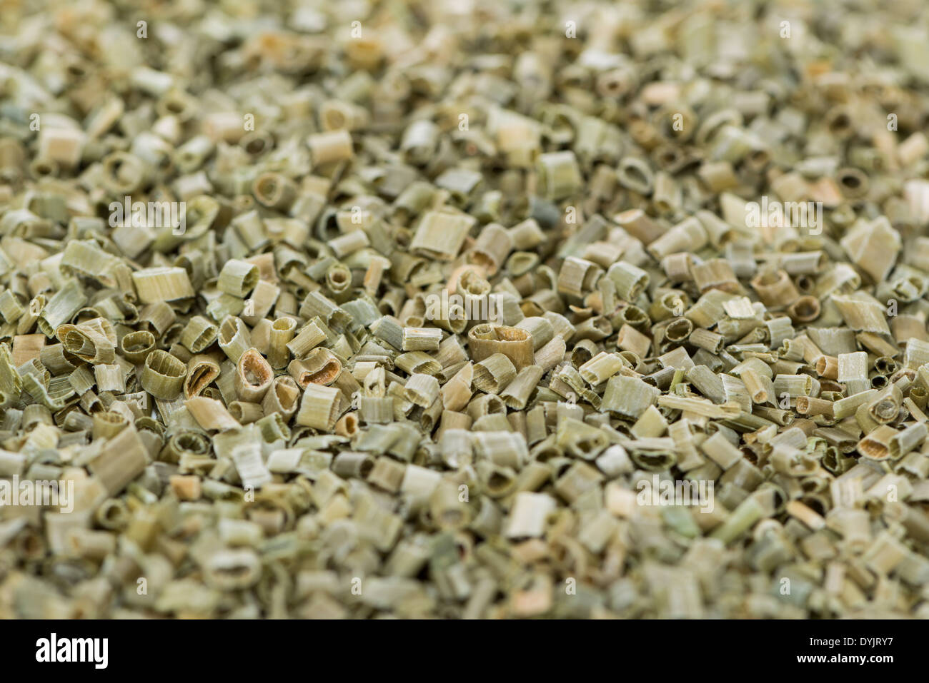 La ciboulette séchée de droit pour l'utilisation d'arrière-plan ou comme texture Banque D'Images