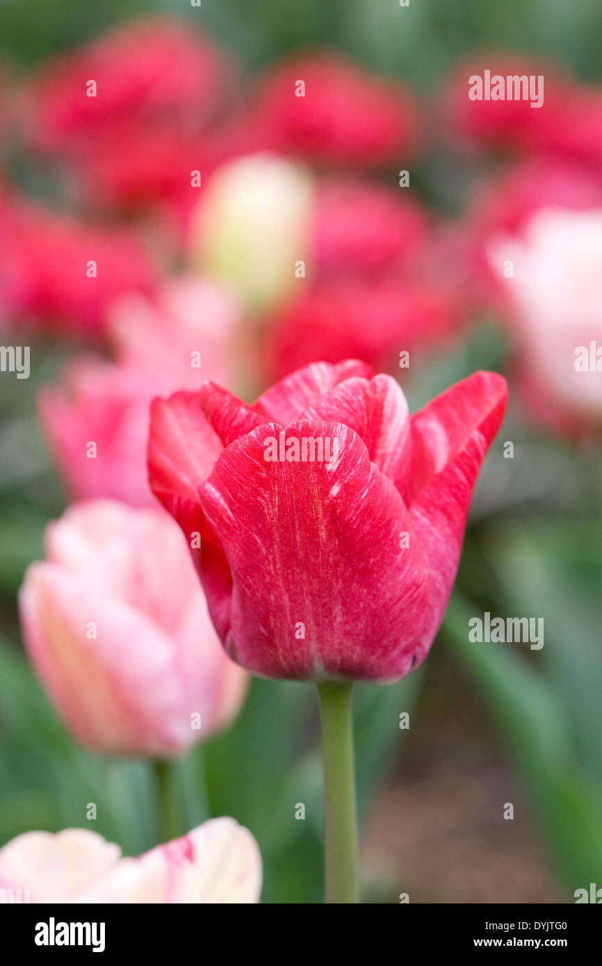Tulipa 'continent' dans le jardin. Banque D'Images