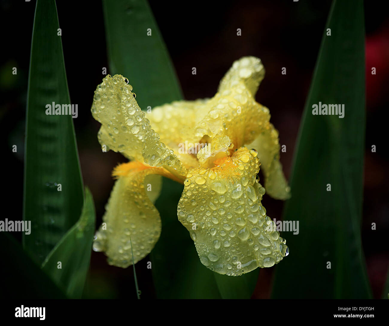 La Caroline du Sud, USA. 19 avril, 2014. Fleurs dans la pluie 19 avril 2014 Columbia en Caroline du Sud photo par Catherine Brown/Alamy Live News Banque D'Images