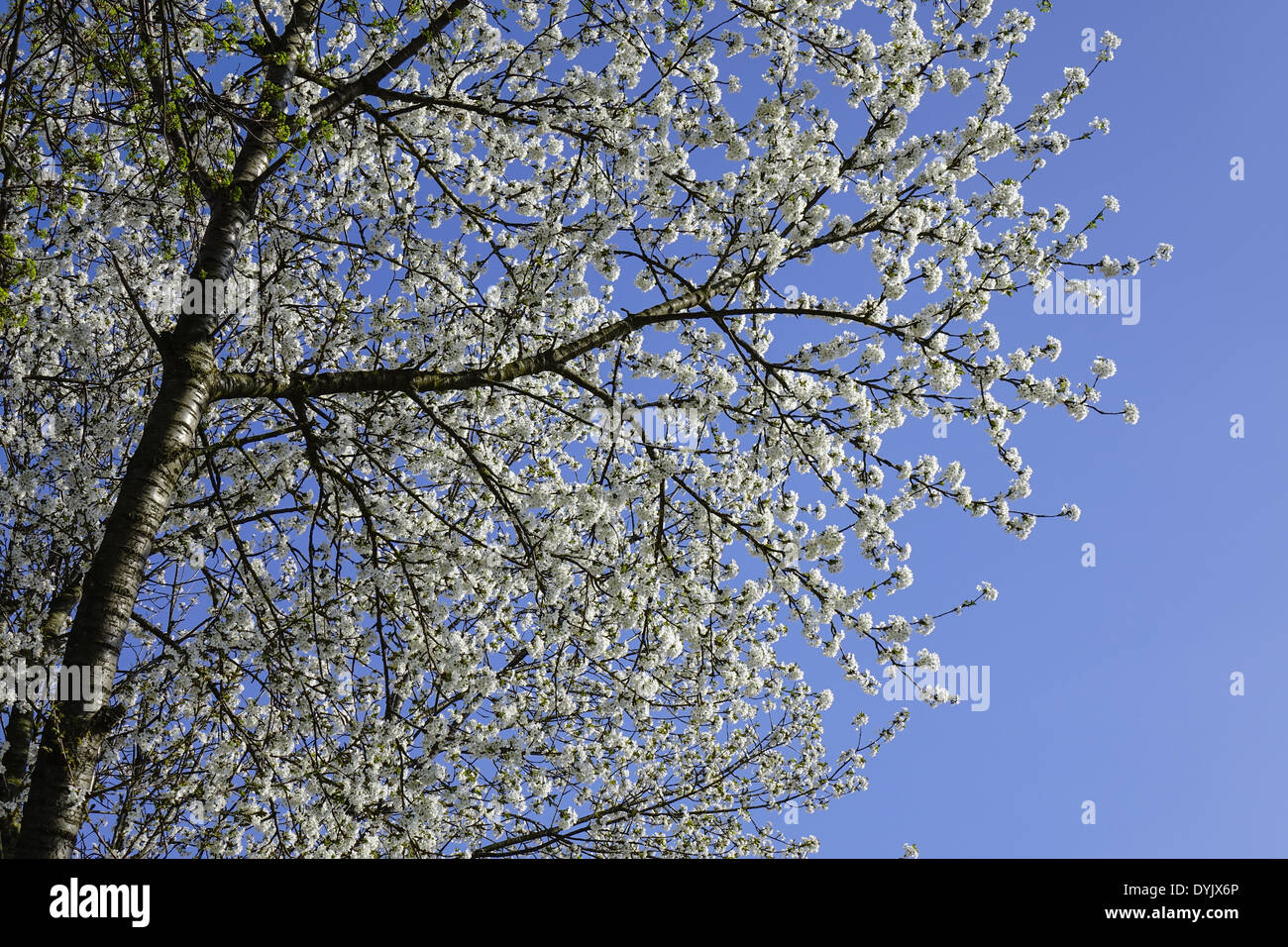 Blühender Baum im Frühling, Kirschblüten Banque D'Images