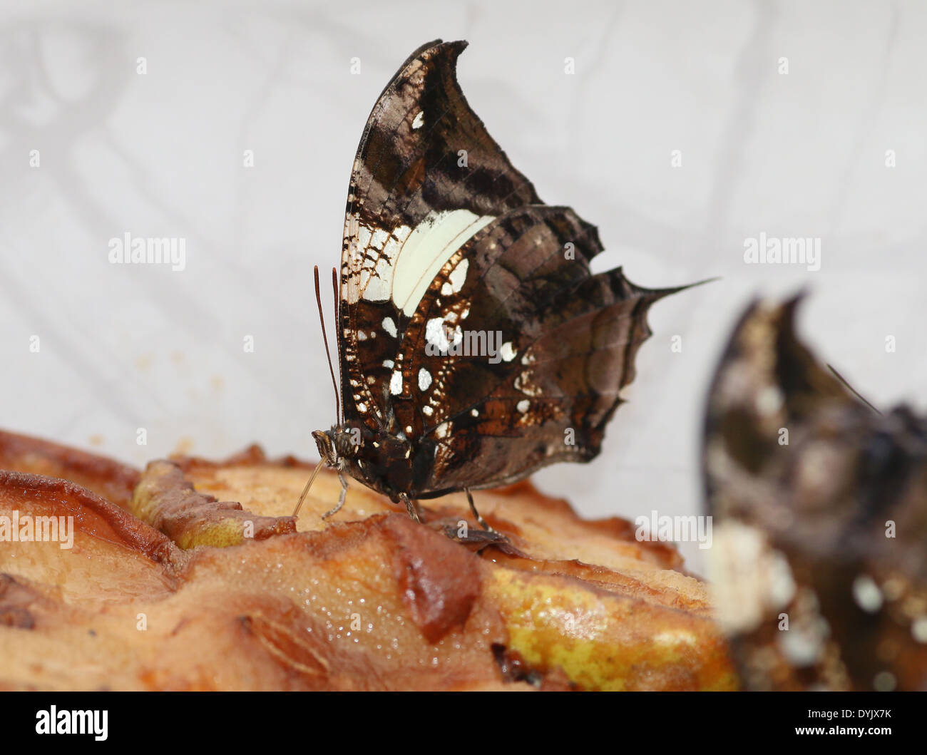 Silver cloutés Leafwing Hypna clytemnestra (papillon) alias Leafwing Leafwing jazzy, marbré, en se nourrissant de fuit Banque D'Images