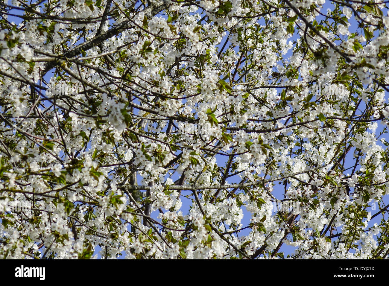 Blühender Baum im Frühling, Kirschblüten Banque D'Images