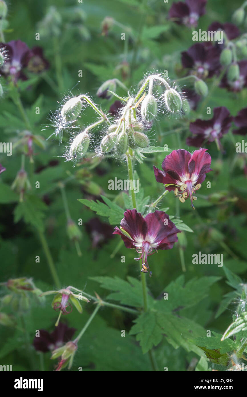 GERANIUM PHAEUM (Black Widow;DUSKY géranium sanguin;DUSKY-flowered géranium sanguin;DEUIL VEUVE) Banque D'Images