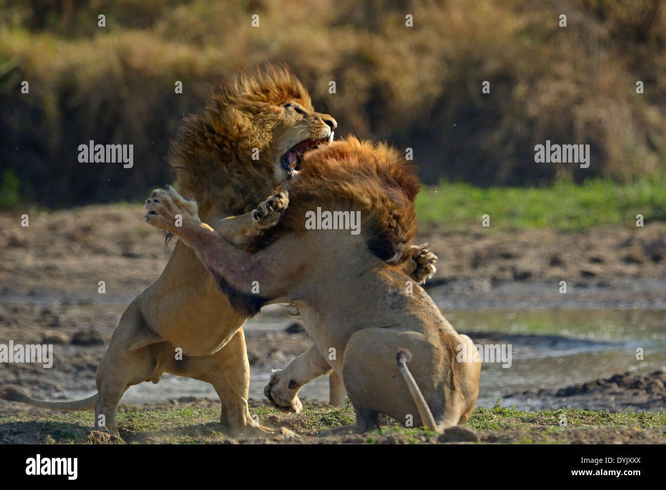 La lutte contre les lions dans le Masai Mara, Kenya, Afrique Banque D'Images