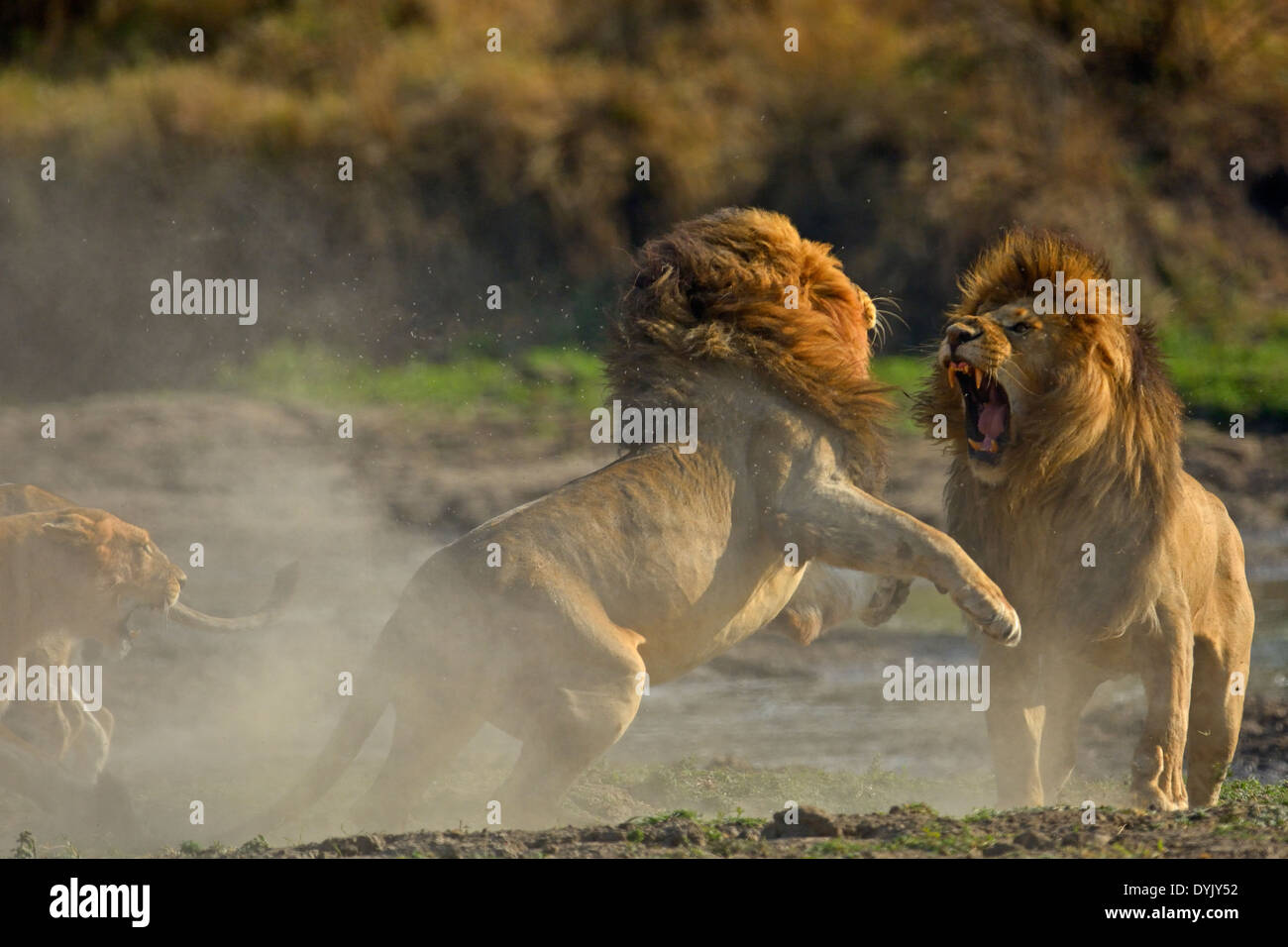 La lutte contre les lions dans le Masai Mara, Kenya, Afrique Banque D'Images