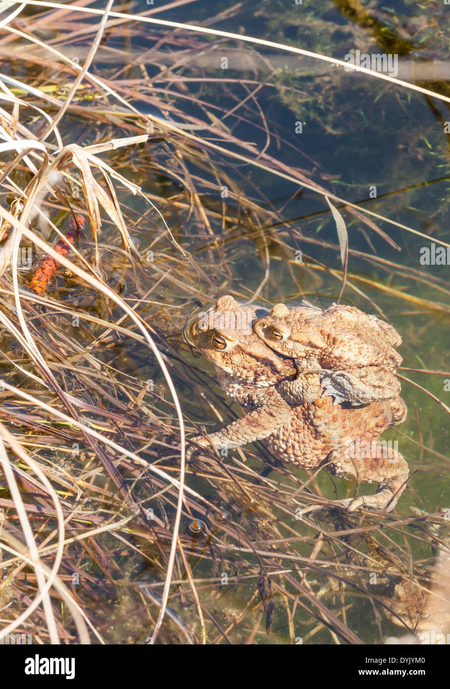 Grenouille De Bebe S Asseoir Sur Le Dos De Sa Mere Qui Est Assis Sur Un Bord De L Eau Photo Stock Alamy