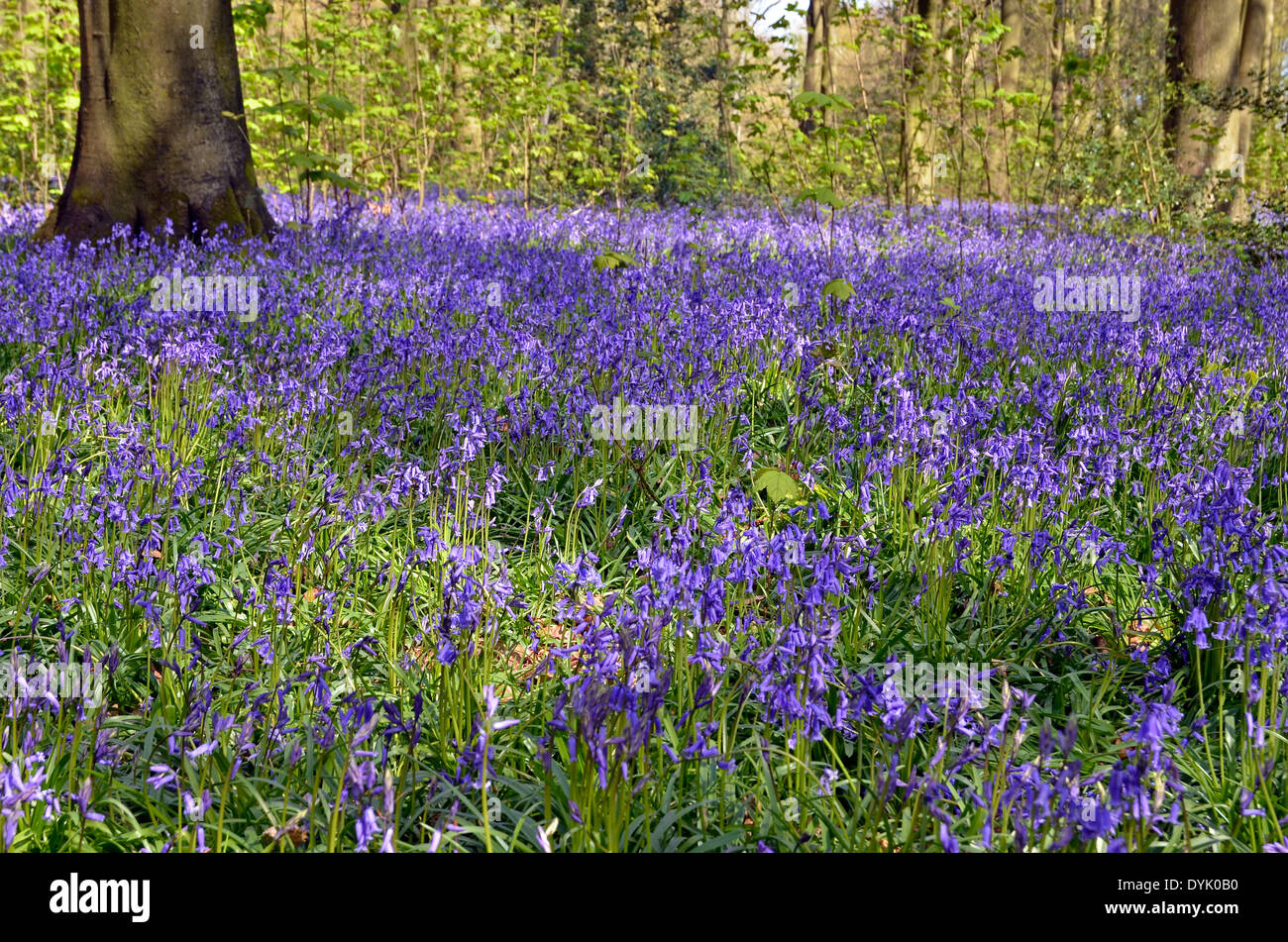 Un tapis de jacinthes des bois au printemps de Micheldever dans le Hampshire, en Angleterre à la mi-avril 2014 Banque D'Images