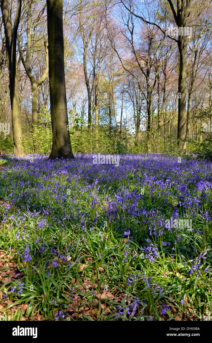 Un tapis de jacinthes des bois au printemps de Micheldever dans le Hampshire, en Angleterre à la mi-avril 2014 Banque D'Images