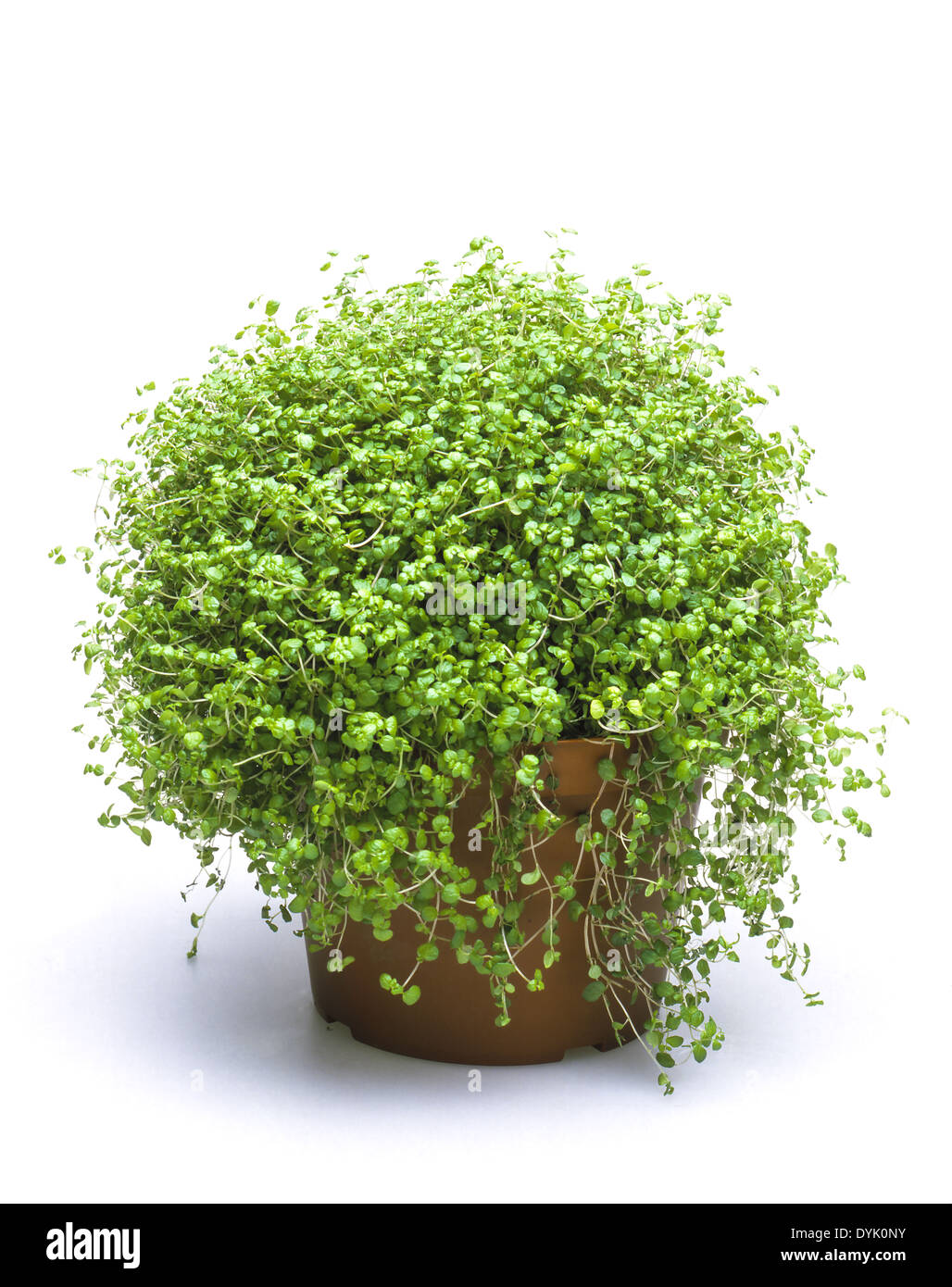 Blumentopf Soleirolia Soleirolii Bubikopf Zimmerpflanzen Angels Tears Les Larmes Du Bebe Soleirolia Soleirolii Potted Plant Photo Stock Alamy