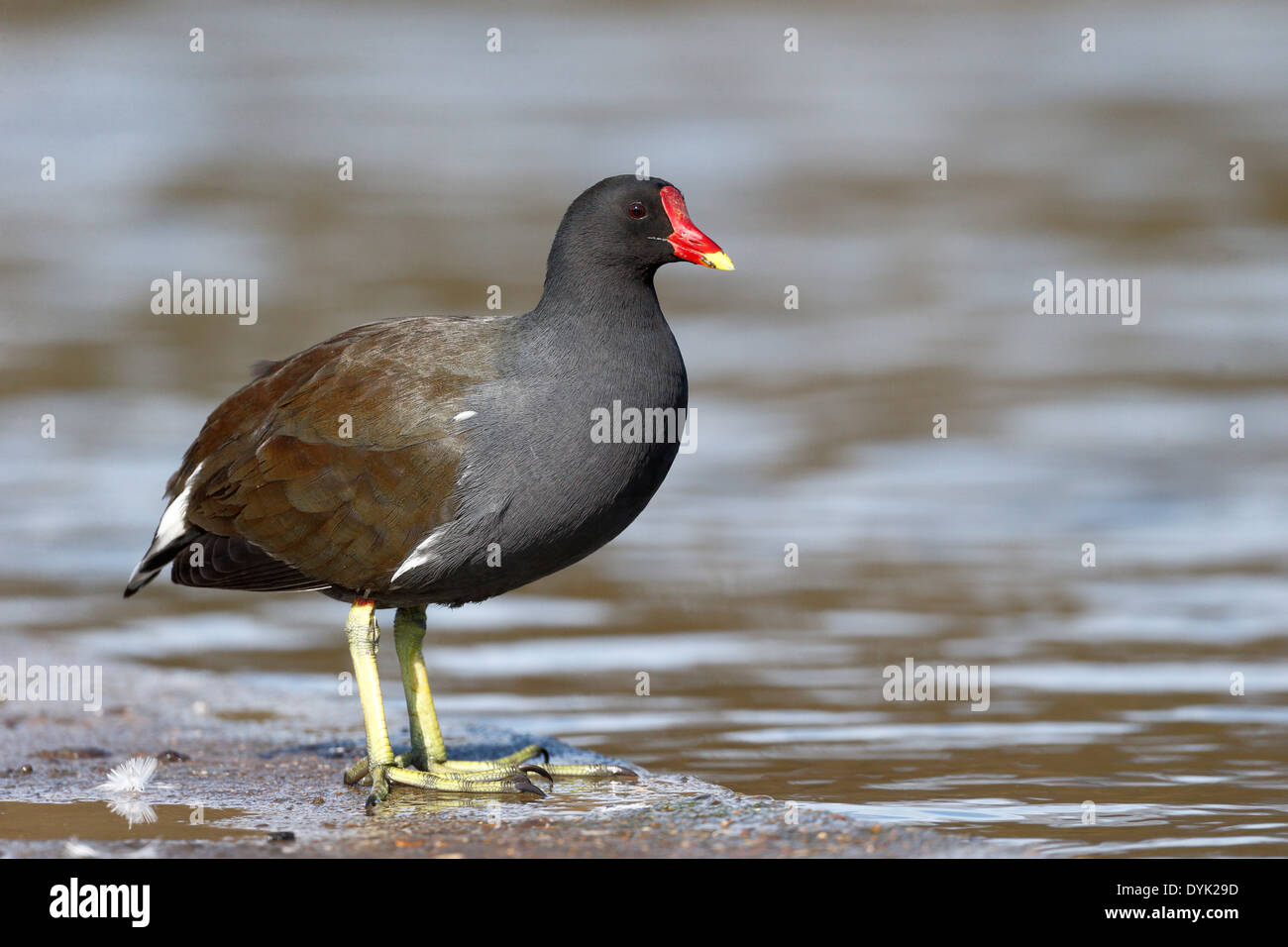 Gallinula chloropus Gallinule poule-d'eau, le seul oiseau, par l'eau, dans le Warwickshire, Mars 2014 Banque D'Images