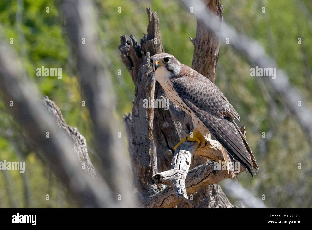 Faucon des prairies (Falco mexicanus), Arizona Banque D'Images