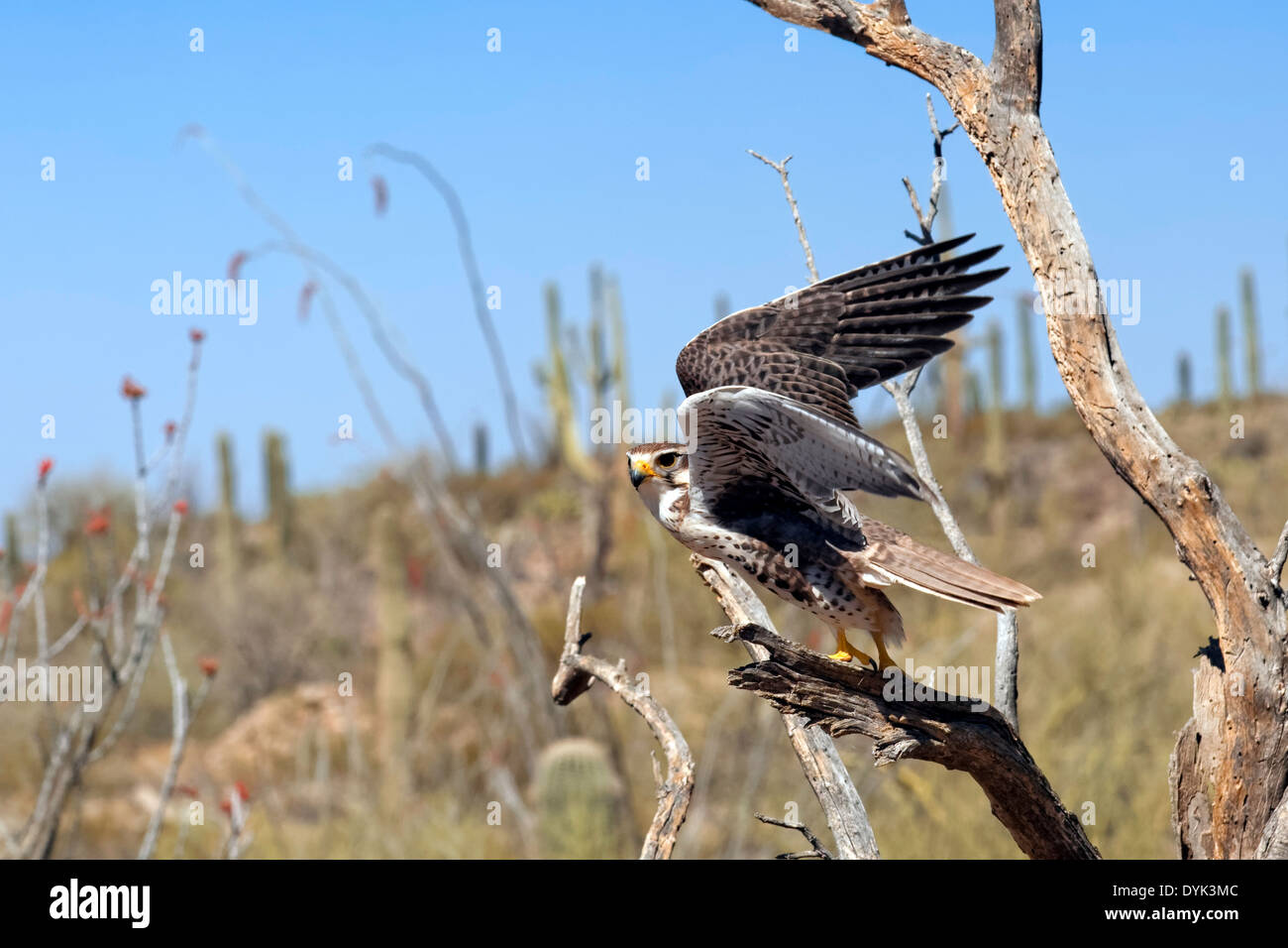 Faucon des prairies (Falco mexicanus) sur le point de prendre son envol, en Arizona Banque D'Images