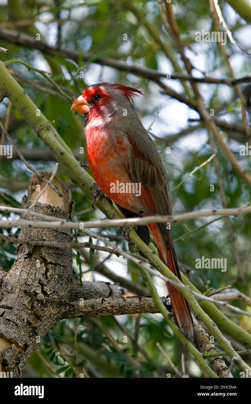 Le Cardinal Pyrrhuloxia AKA : le désert (Cardinalis sinuatus), Arizona Banque D'Images