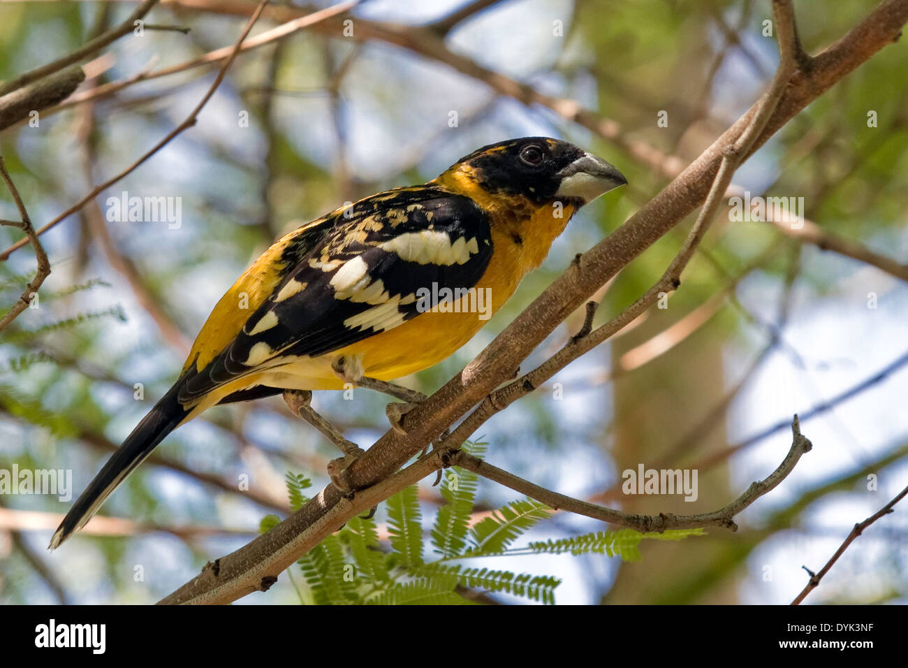 (Cardinal à tête noire Pheucticus melanocephalus) Banque D'Images