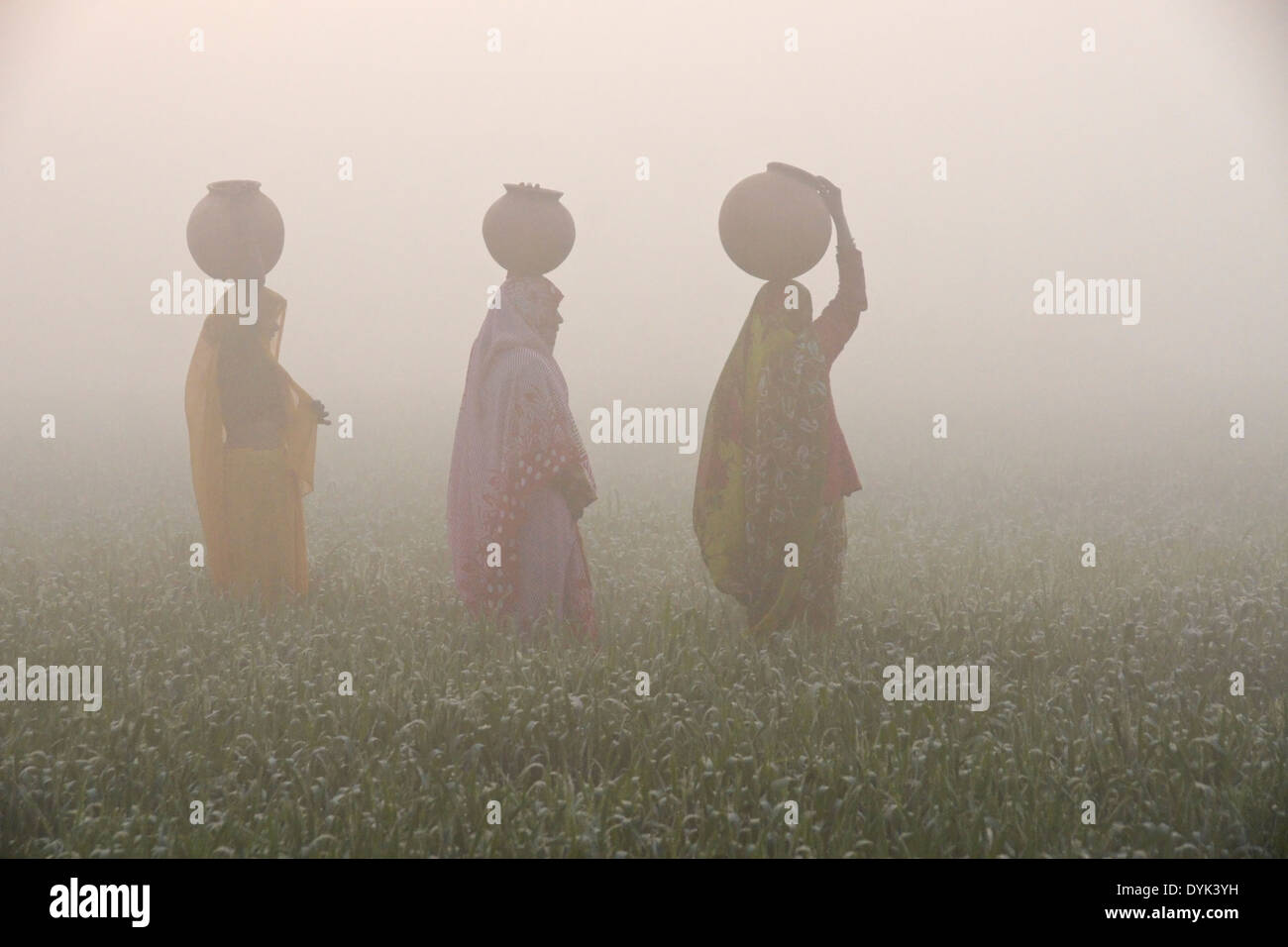 Les femmes avec de l'eau à sur la tête, marche à travers les rizières sur un matin brumeux, Inde Banque D'Images