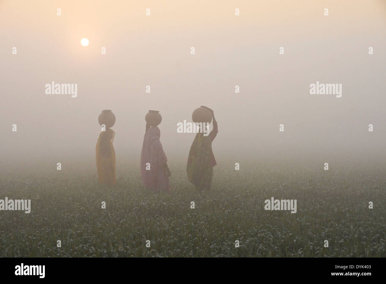 Les femmes avec de l'eau à sur la tête, marche à travers les rizières au lever du soleil sur un matin brumeux, Inde Banque D'Images