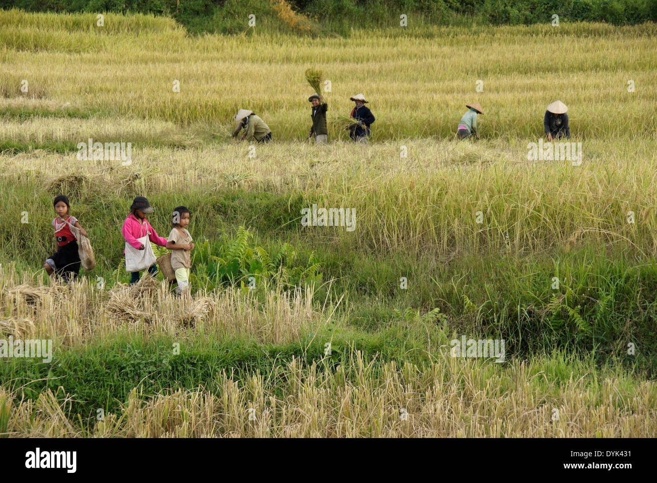 Les agriculteurs de la récolte du riz au Laos Banque D'Images