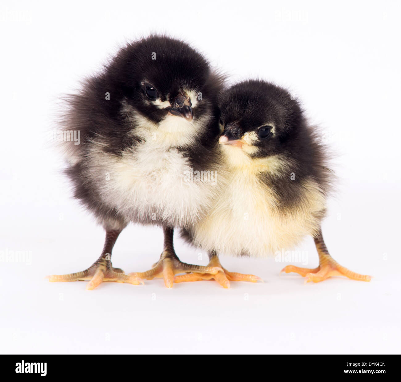 Un Baby Chicken les peuplements avec Sœur seulement à quelques jours Banque D'Images