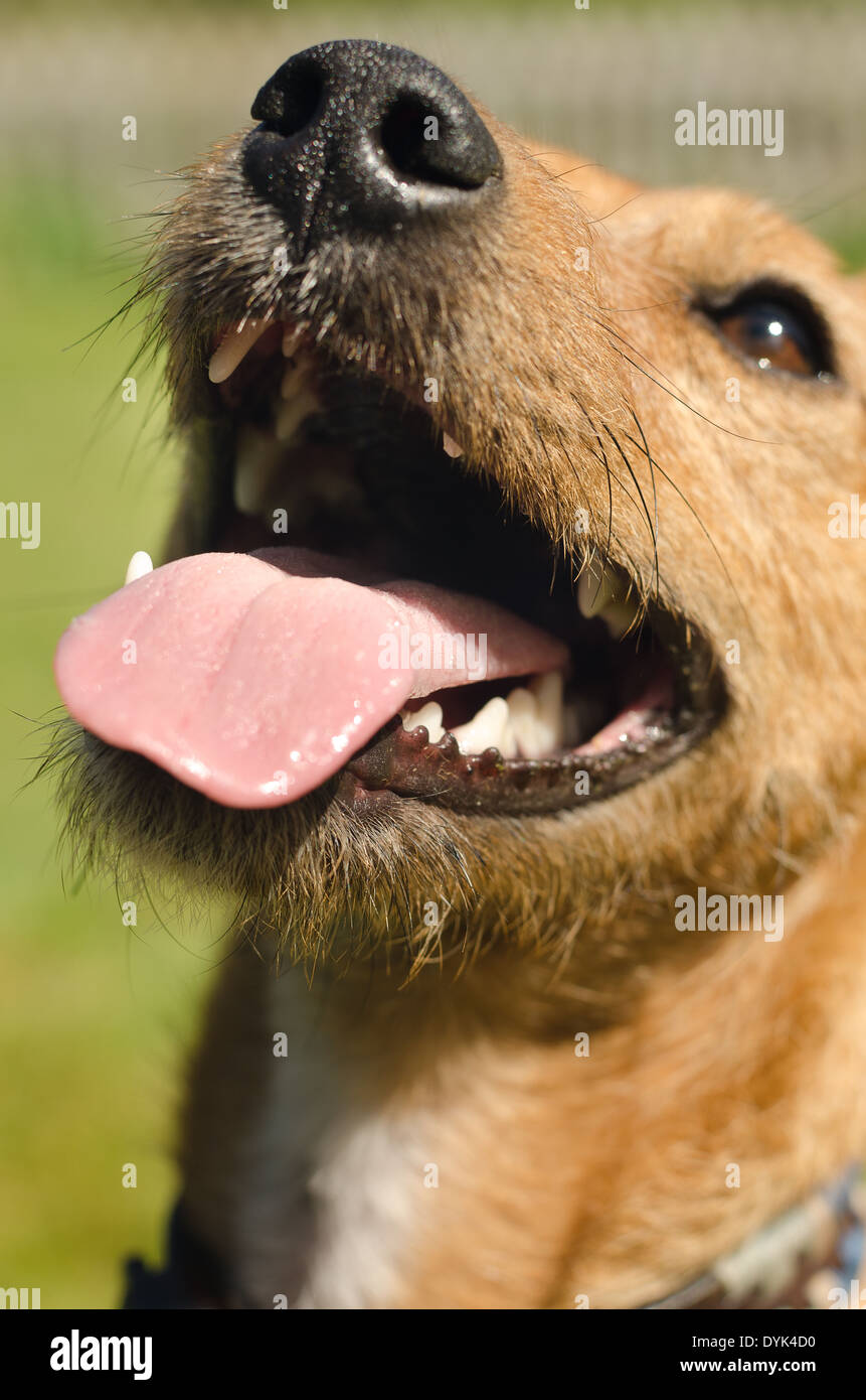 Plein de caractère et de plaisir ludique et Border terrier Jack Russell rocé chien dans sunshine on lawn Banque D'Images