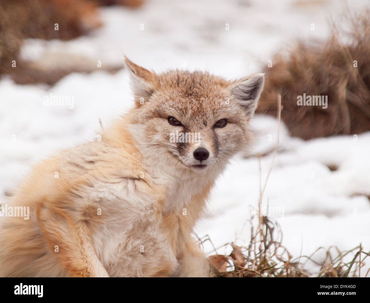 Un beau Renard véloce (Vulpes velox). Banque D'Images