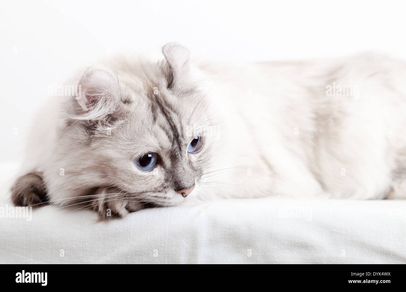 White American Curl cat. Close-up studio photo Banque D'Images