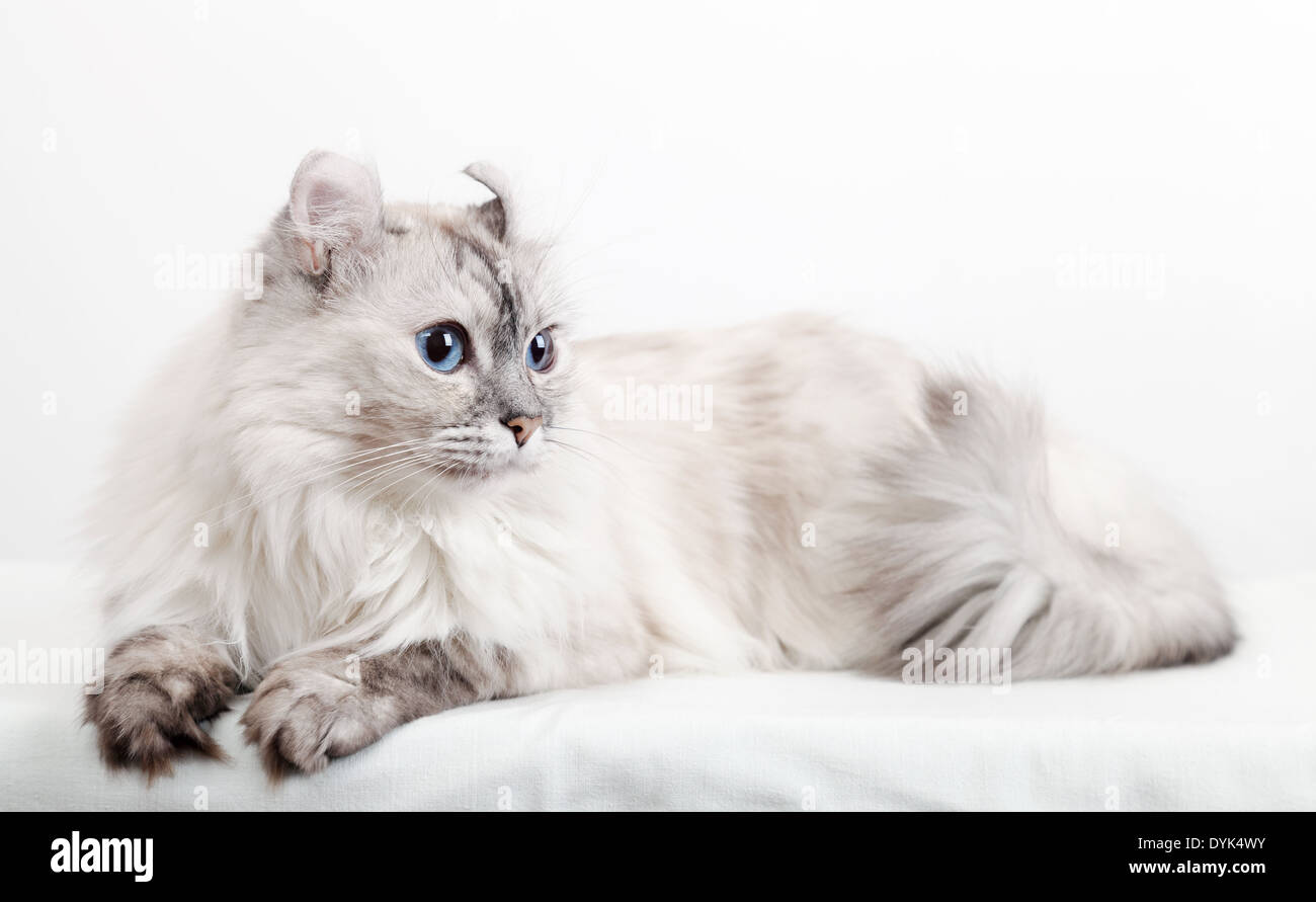 White American Curl cat. Studio photo gros plan Banque D'Images