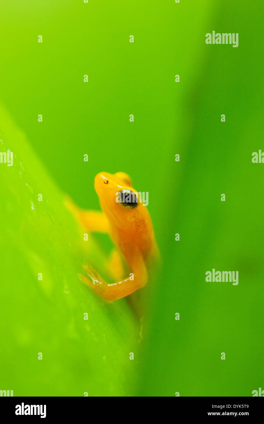 Beebe's Golden Rocket Anomaloglossus beebei (Grenouille), Kaieteur Falls, le parc national de Kaieteur, Guyana Banque D'Images