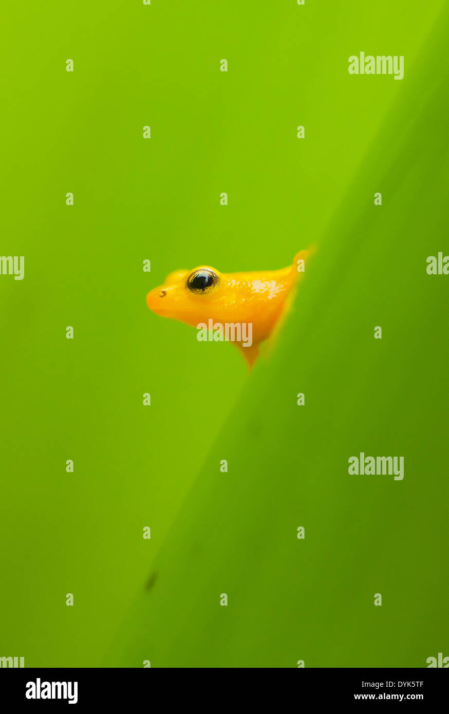 Beebe's Golden Rocket Anomaloglossus beebei (Grenouille), Kaieteur Falls, le parc national de Kaieteur, Guyana Banque D'Images