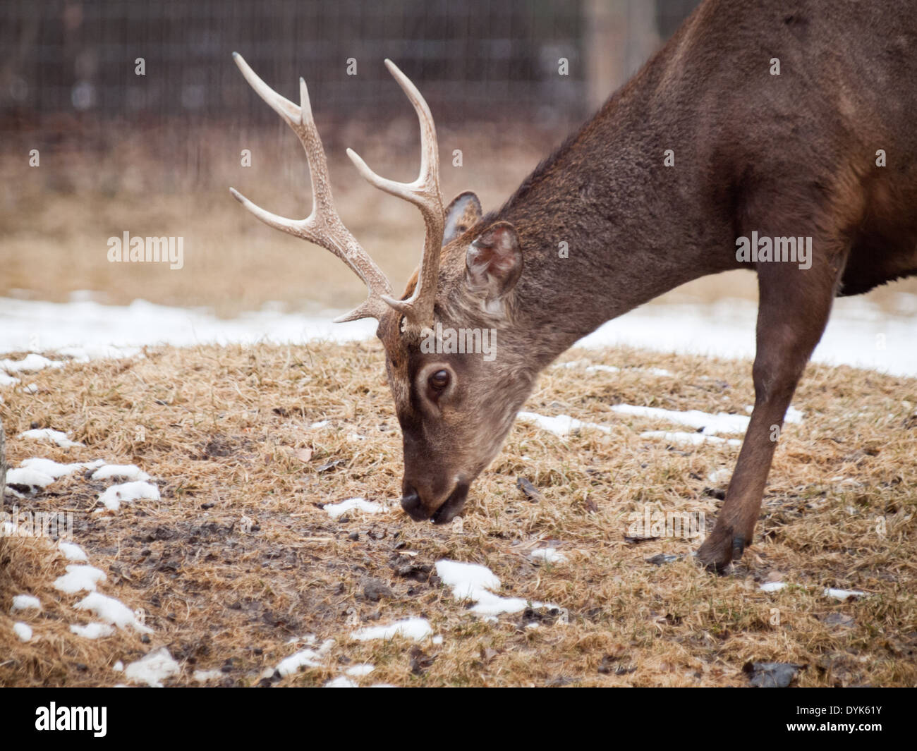 Un mâle buck le cerf sika (Cervus nippon) en captivité à la Saskatoon Forestry Farm Park et Zoo. Saskatoon, Canada. Banque D'Images