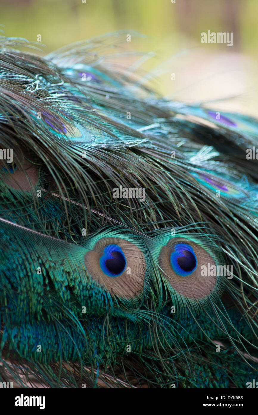 Les plumes de paon Banque D'Images