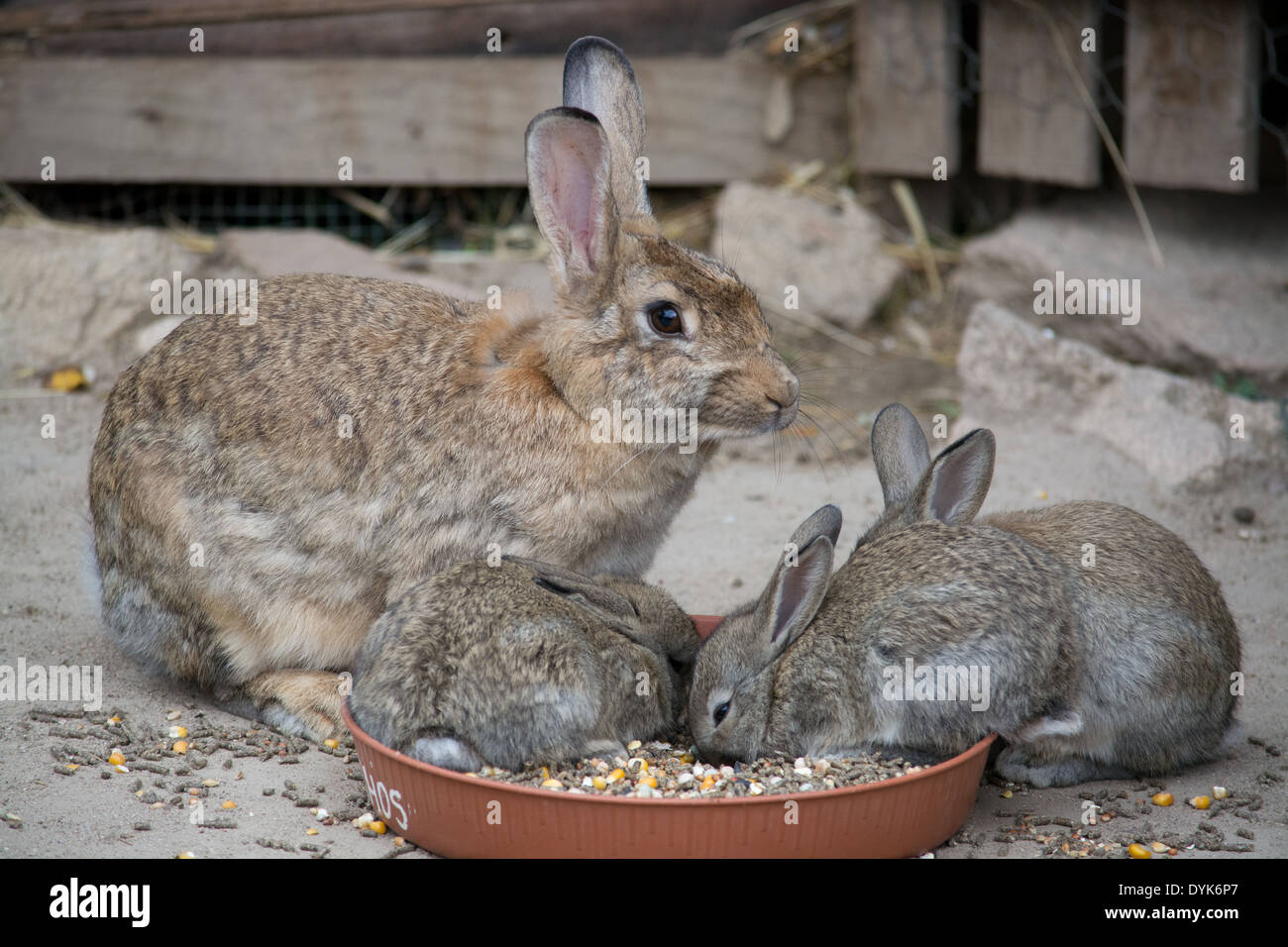 Une famille de lapins Banque D'Images