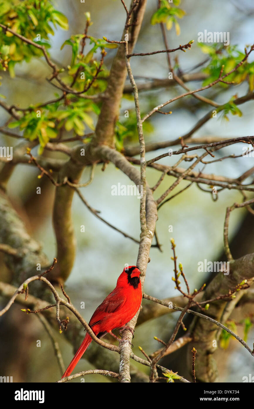 Le Cardinal rouge mâle dans l'arbre au printemps Banque D'Images