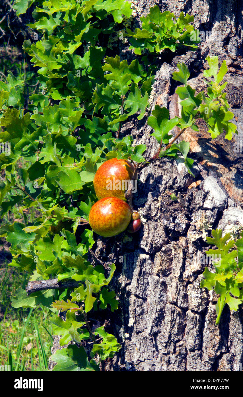 Chêne Apple Gall.le chêne pomme Galle est une minuscule guêpe qui cause des croissances sur les brindilles de chêne. Banque D'Images