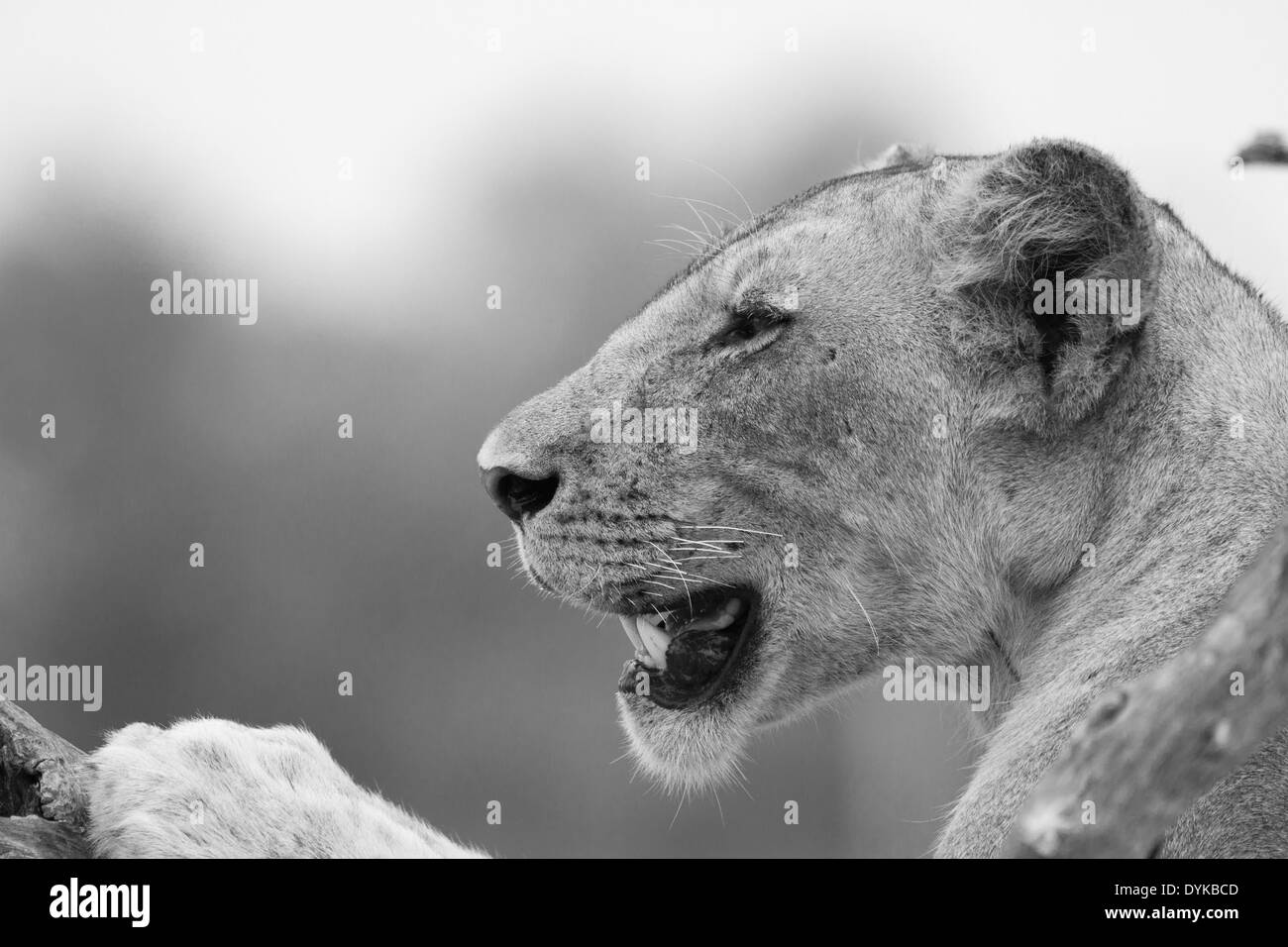 Lioness (Panthera leo), close-up, side-profile Banque D'Images