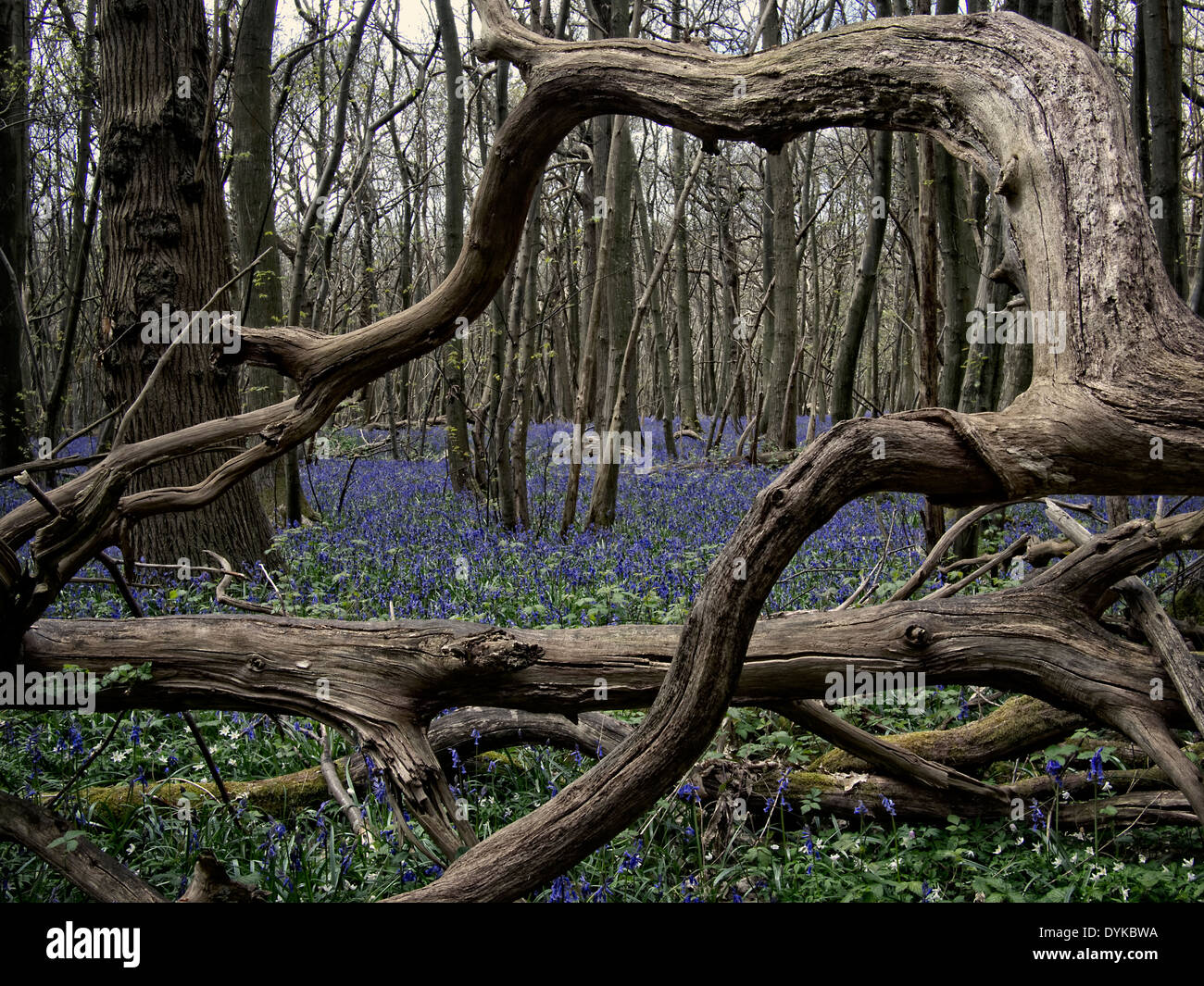 Bois avec fleurs jacinthes sauvages à proximité du North Downs Way près de Chilham Kent UK Banque D'Images