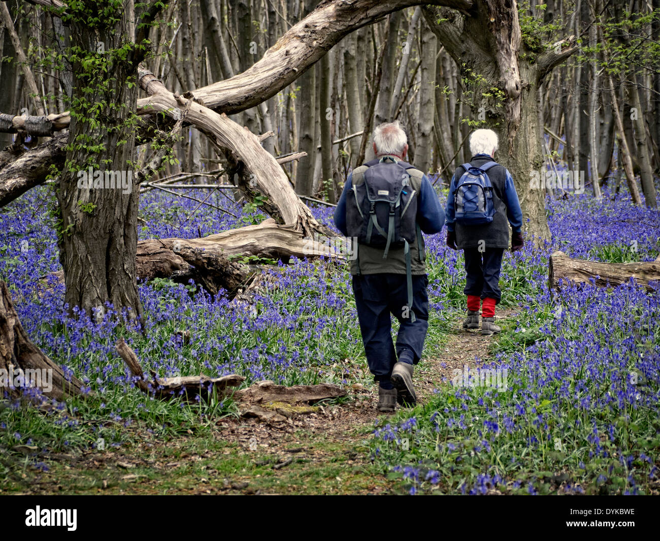 Les promeneurs dans le bois bluebell à côté du North Downs Way près de Chilham Kent UK Banque D'Images