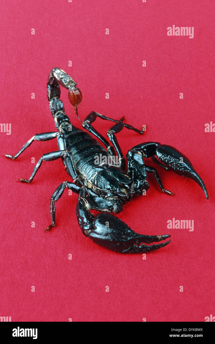 Skorpion, Scorpion, Blauer Thaï. | scorpion, blue thaï. Banque D'Images